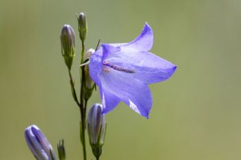 Harebell wildflower.