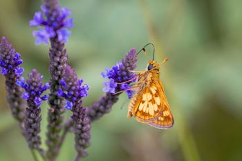A skipper on blue vervain.