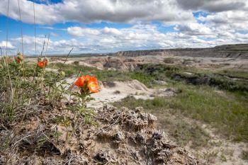 Scarlet globemallow in bloom at Buffalo Gap Grasslands.