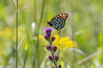 Regal fritillary on a blazing star.