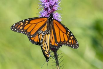 Monarch love.
