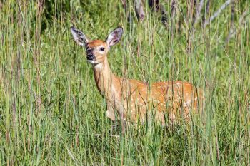 A late summer fawn in tall grass.