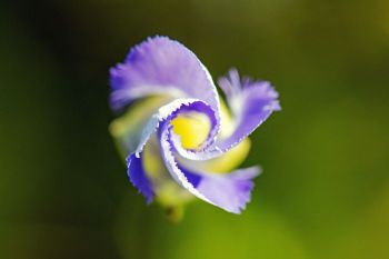 Lesser fringed gentian unfurling.