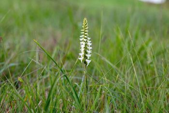 Great Plains ladies&rsquo; tresses in bloom.