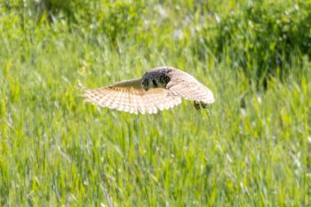 Burrowing owl on the hunt.