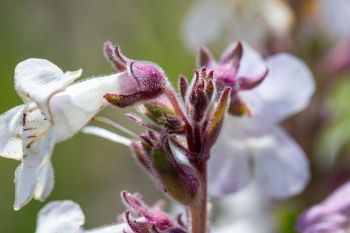 White beardtongue blooms.