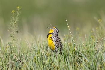 Meadowlark in mid-song.