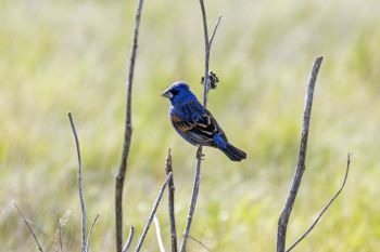 Blue grosbeak.