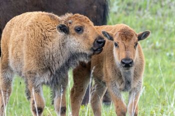 Bison calves.