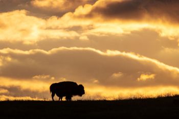 Sunset at Custer State Park.