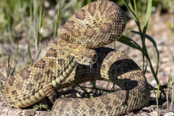 Prairie rattlesnake.