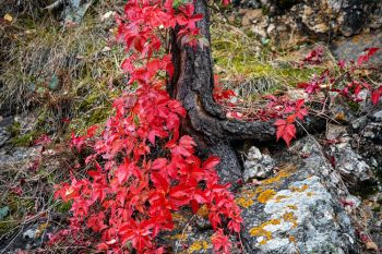 Red accents after a morning rain at Custer State Park.