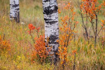 Orange at the base of an aspen tree along the Mystic Road.