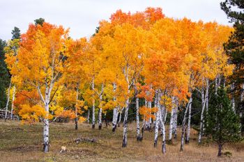 Aspens showing off in the high country of Lawrence County.