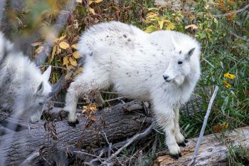 Mountain goat kid along Spearfish Canyon Scenic Byway.