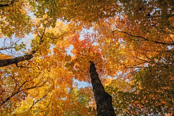 Sica Hollow canopy.