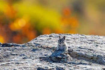 A curious chipmunk checking out yours truly at the Cave Hills.