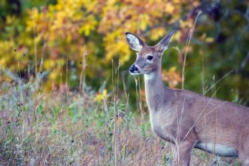 Young white-tailed deer at Sica Hollow.