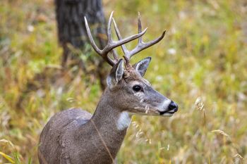 White-tailed buck at Custer State Park.