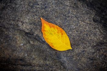 Single fallen leaf along Grace Coolidge Creek at Custer State Park.