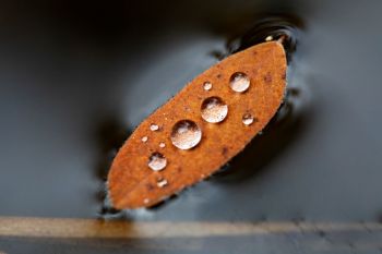 Floating leaf with raindrops going for a ride.