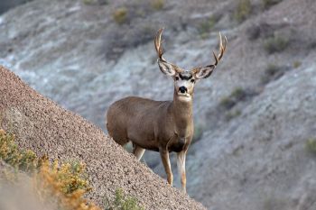 A four-by-four mule deer at Badlands National Park.