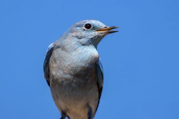 Mountain bluebird at Custer State Park.