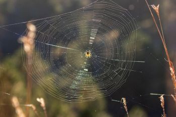 Spiderweb in the late afternoon light at Wind Cave National Park.