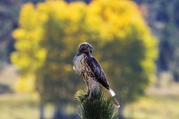 Red-tailed hawk framed by autumn colors near Englewood in Lawrence County.