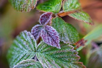 Frost decorating fall foliage near Bismark Lake.