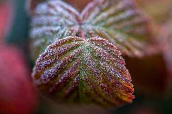 Frost decorating fall foliage near Bismark Lake.