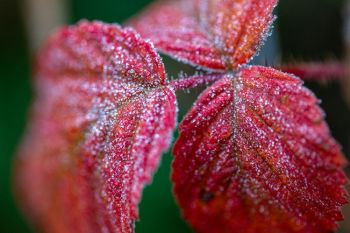 Frost decorating fall foliage near Bismark Lake.