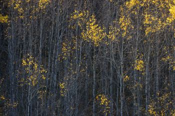 Backlit aspen leaves.