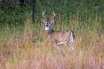 White-tail buck near the Badger Hole at Custer State Park.