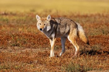 A wily coyote prowling Roberts Prairie Dog Town of Badlands National Park.