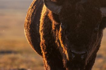 Bison approaching a favorite scratching post in the evening light.