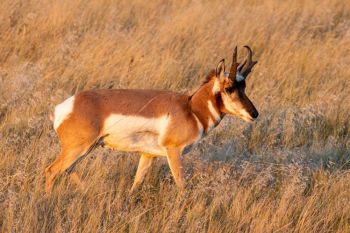 Pronghorn grazing just before sunset.