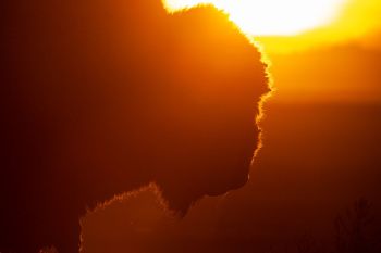 Bison silhouetted by sunset.