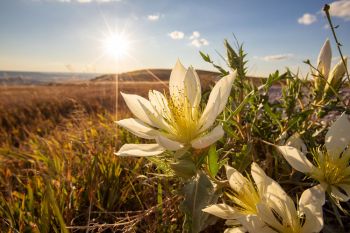 Late season ten-petaled blazing star wildflowers still in bloom in late September.