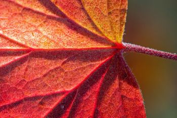 Leaf detail at Falls Park, 2020 Leaf detail at Falls Park, 2020