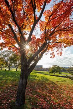 Falls Park, 2025 Falls Park, 2025