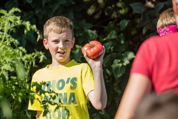 Heirloom tomato picking on harvest day.