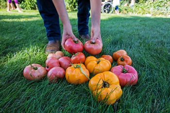 Various colors of tomatoes on harvest day.