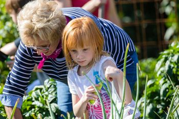 Picking peppers on harvest day.