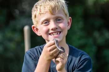 Garter snakes are good for gardens and fun for small boys.