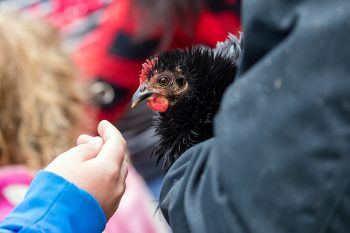 Meeting a chicken at the Fall Festival.