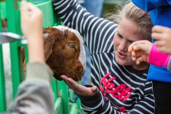 Chatting with a friendly goat at the Fall Festival.