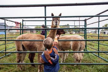 Feeding the alpacas at the Fall Festival.