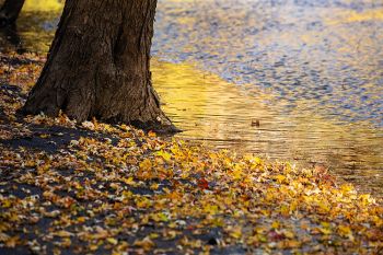 Fallen leaves on the flank of the Big Sioux River.