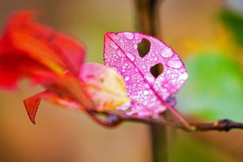 Rain on fall foliage along Needles Highway.